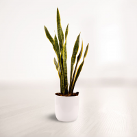 سانسوریا سایز بزرگ با گلدان سرامیکی