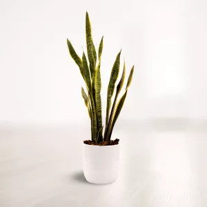 سانسوریا شمشیری ابلق