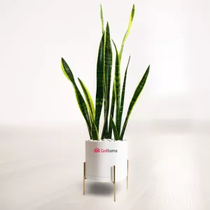 سانسوریا شمشیری ابلق با گلدان پایه دار