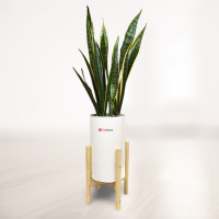 سانسوریا سایز بزرگ با گلدان سرامیکی