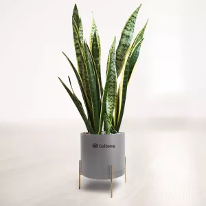 سانسوریا شمشیری ابلق با گلدان پلیمری پایه فلزی