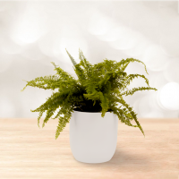 سرخس برگ شمشیری