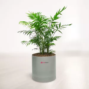 شامادورا با گلدان پلیمری