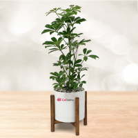 شفلرا با گلدان پلیمری پایه دار