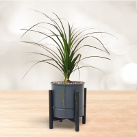 لیندا با گلدان فلزی پایه دار