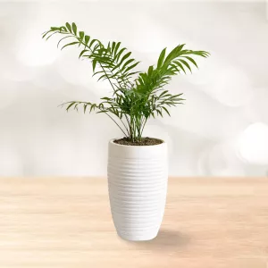 نخل شامادورا