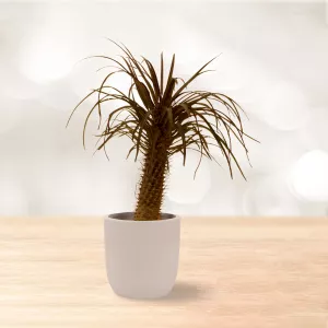 نخل ماداگاسکار