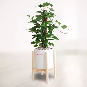 پتوس چوب دار با گلدان پایه دار