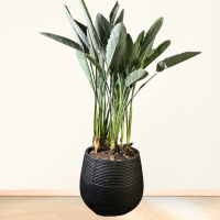 گیاه استرلیتزیا (پرنده بهشتی) سایز بزرگ با گلدان سفالی