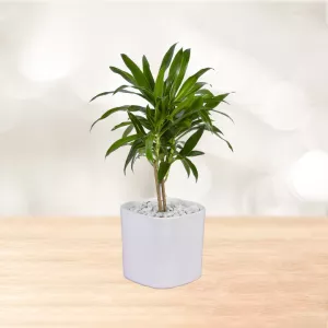 پیله موآ گلدان سرامیک