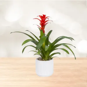 گازمانیا گلدان سرامیکی