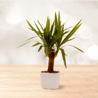 یوکا سایز بزرگ با گلدان سرامیک