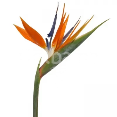 گل استرلیتزیا (گل پرنده بهشتی)
