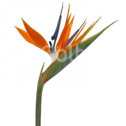 گل استرلیتزیا (گل پرنده بهشتی)