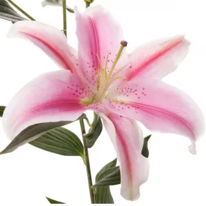 گل اورینتال