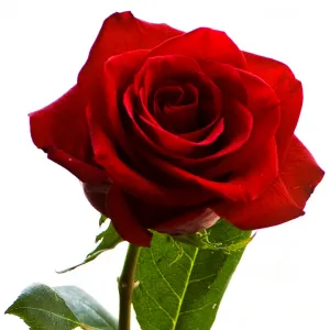 گل رز ایرانی