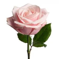 گل رز هلندی