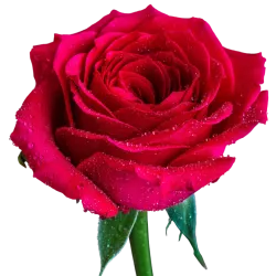 گل رز هلندی