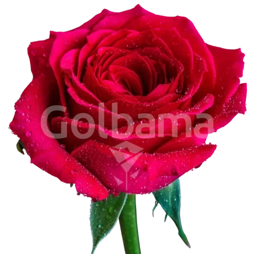 گل رز هلندی