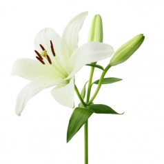 گل لیلیوم سفید