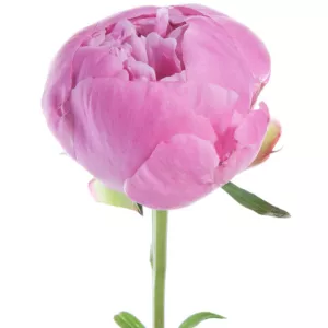 گل پیونی