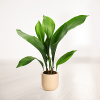 برگ عبایی سایز بزرگ با گلدان سفالی