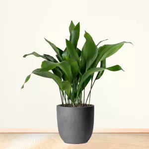 برگ عبایی سایز بزرگ