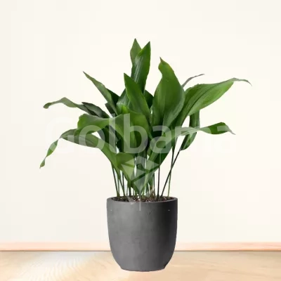 برگ عبایی سایز بزرگ