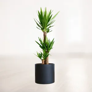 گلدان یوکا بزرگ